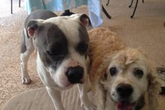 Quinn & Bauba Hendee Puppies
